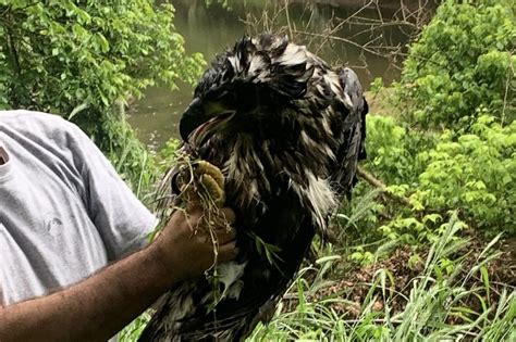 Volunteers swoop in to help fallen Leesburg eaglet